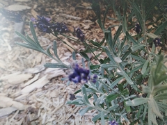 Hyssopus officinalis