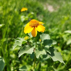 Heliopsis annua