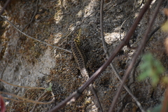 Stenocercus ornatissimus