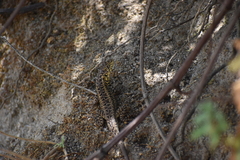 Stenocercus ornatissimus