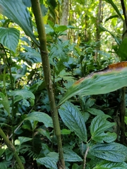 Amischotolype hispida