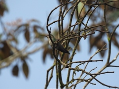 Riccordia swainsonii