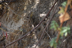 Stenocercus ornatissimus