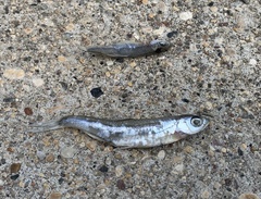 Notropis atherinoides