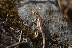 Stenocercus ornatissimus