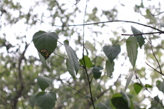 Baeotis zonata zonata