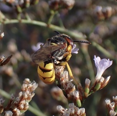 Philanthus triangulum