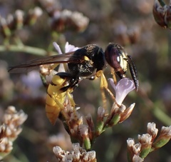 Philanthus triangulum