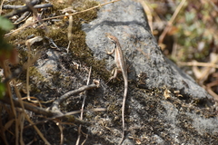 Stenocercus ornatissimus