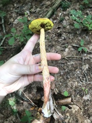 Aureoboletus betula