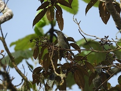 Spindalis dominicensis