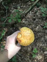 Aureoboletus betula