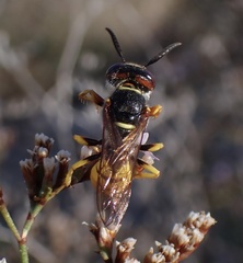 Philanthus triangulum