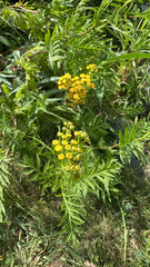 Tanacetum vulgare