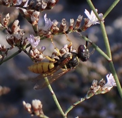 Philanthus triangulum