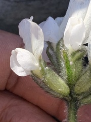 Oxytropis arctica murrayi