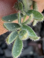 Oxytropis arctica murrayi