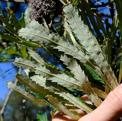 Banksia attenuata
