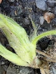 Oxytropis arctica murrayi