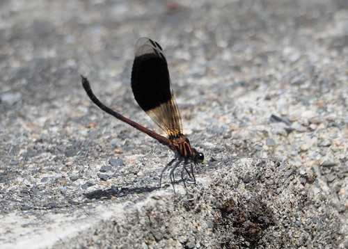 Formosan Damselfly photo 3