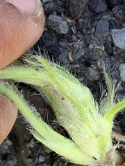Oxytropis arctica murrayi