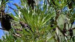 Banksia attenuata