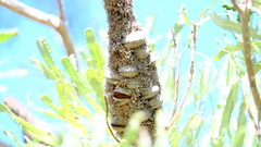 Banksia attenuata