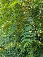 Woodfordia fruticosa