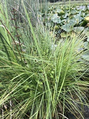 Carex cusickii