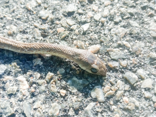 Western Rufous Beaked Snake