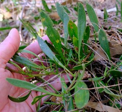 Scaevola repens