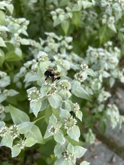 Bombus impatiens