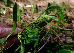 Scaevola repens