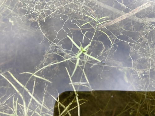 Callitriche hermaphroditica iNat (1)