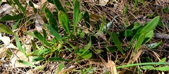 Scaevola repens