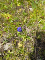 Gentianopsis detonsa