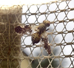 Jamesomyia geminata