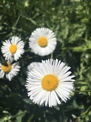 Erigeron coulteri