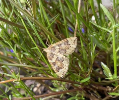 Eulithis destinata