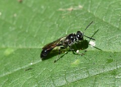 Trypoxylon collinum rubrocinctum