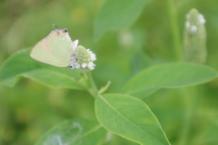 Cyanophrys miserabilis