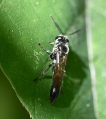 Trypoxylon collinum rubrocinctum