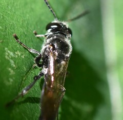 Trypoxylon collinum rubrocinctum