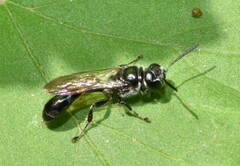 Trypoxylon collinum rubrocinctum