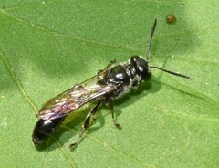 Trypoxylon collinum rubrocinctum