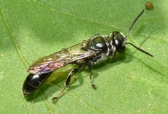 Trypoxylon collinum rubrocinctum