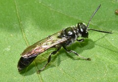 Trypoxylon collinum rubrocinctum