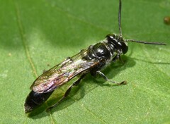 Trypoxylon collinum rubrocinctum