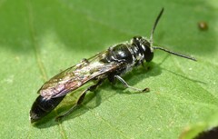 Trypoxylon collinum rubrocinctum