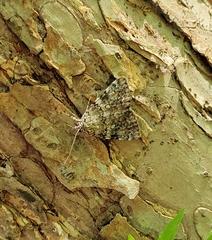 Catocala lineella